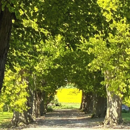 Tiendegaarden Møns Klint Borre